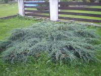 Jalovec šupinatý 'Blue Carpet' (Juniperus squamata)
