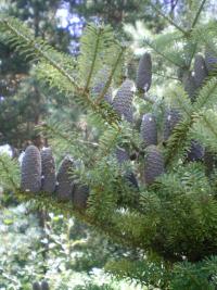 Jedle korejská (Abies koreana)