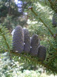 Jedle korejská, detail šišek (Abies koreana)