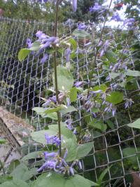 Plamének bolševníkolistý (Clematis heracleifolia)