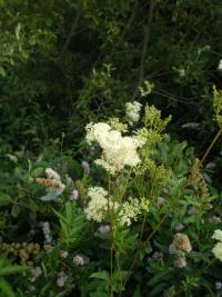 Tužebník jilmový (Filipendula ulmaria)