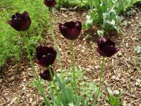 Tulipán (Tulipa)