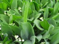 Konvalinka vonná (Convallaria majalis)