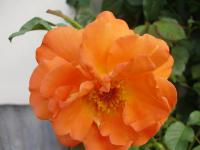 Růže (Rosa)