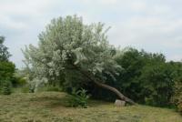 Hlošina úzkolistá (Elaeagnus angustifolia)