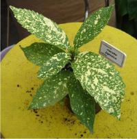 Aukuba japonská (Aucuba japonica)