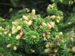 Abies koreana   Korean fir branches