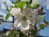 Jabloň domácí (Malus domestica)
