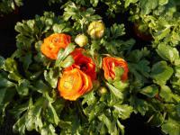 Pryskyřník asijský (Ranunculus asiaticus)