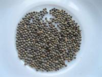 Eschscholtzia californica   California poppy seeds