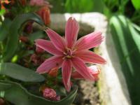 Levisie květnatá (Lewisia cotyledon)