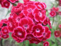 Hvozdík vousatý (Dianthus barbatus)