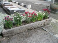 Hvozdík vousatý (Dianthus barbatus)