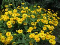 Janeba drsná (Heliopsis helianthoides)