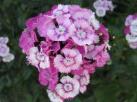 Hvozdík vousatý (Dianthus barbatus)