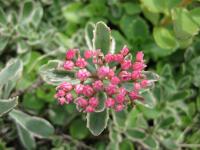 Rozchodník pochybný (Sedum spurium)