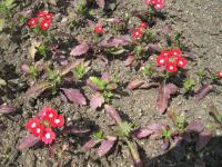 Sporýš zahradní (Verbena x hybrida)