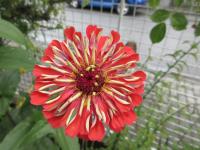 Ostálka sličná (Zinnia elegans)