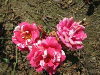 Růže Papageno (Rosa)