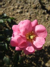 Růže Mirato (Rosa sp)