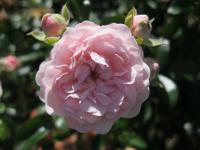 Růže The Feiry (Rosa sp)