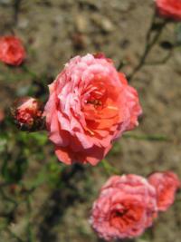 Růže Orange Jewel (Rosa sp)
