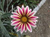 Gazánie zářivá (Gazania rigens)