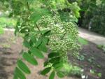 Jeřáb obecný (Sorbus aucuparia)