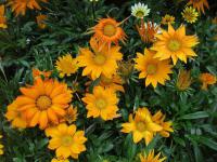 Gazánie zářivá (Gazania rigens)