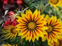 Gazánie zářivá (Gazania rigens)