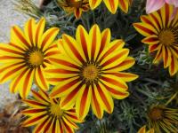 Gazánie zářivá (Gazania rigens)