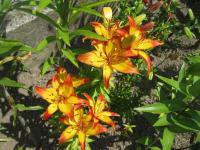 Lilie 'Cancun' - Asijské hybridy vysoké