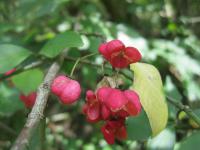 Brslen evropský (Euonymus europaeus)