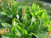 Dosna indická (Canna indica)
