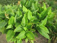 Dosna indická (Canna indica)