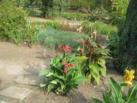 Dosna indická (Canna indica)