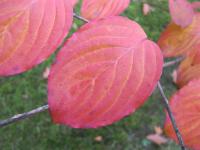 Svída japonská (Cornus kousa)