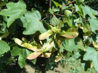 Javor babyka (Acer campestre)