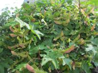 Javor babyka (Acer campestre)