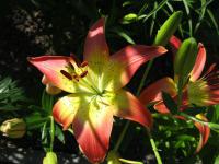 Lilie 'Oklahoma City' - Asijské hybridy vysoké