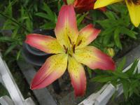 Lilie 'Oklahoma City' - Asijské hybridy vysoké