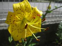 Lilium x hybridum        'Pearl Jennifer'  Lily flowers