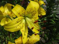 Lilium x hybridum            'Pearl Jennifer'  Lily flowers