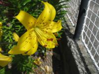 Lilium x hybridum       'Pearl Jennifer'  Lily flowers
