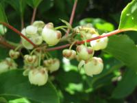 Aktinidie význačná (Actinidia arguta)