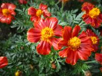 Aksamitník rozkladitý 'Disco Red' (Tagetes patula)