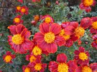 Aksamitník rozkladitý 'Disco Red' (Tagetes patula)