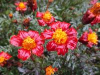 Aksamitník rozkladitý 'Disco Red' (Tagetes patula)