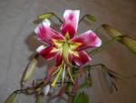 Lilium x hybridum      'Leslie Woodriff'  Lily flowers