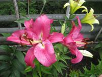 Lilium x hybridum           'Robina'  Lily flowers